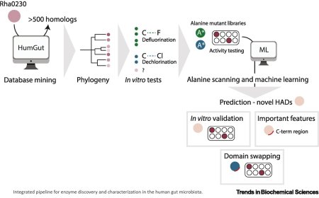 Enzymatic carbon–fluorine bond cleavage by human gut microbes