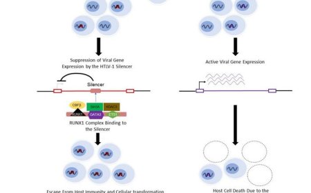 How leukemia virus stays hidden in the body