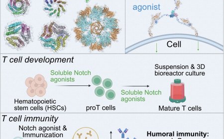 AI-powered notch ligand design to enhance T-cell based immunotherapies