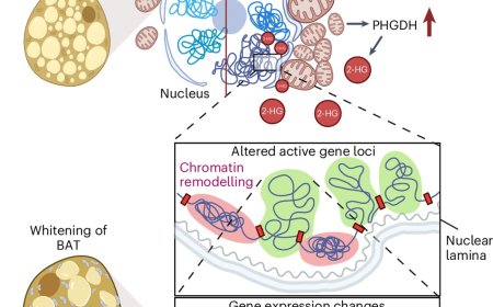 2-hydroxyglutarate mediates whitening of brown adipocytes coupled to nuclear softening upon mitochondrial dysfunction
