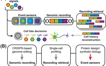Molecular circuits for genomic recording of cellular events