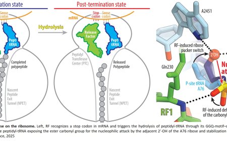 Preventing premature protein release