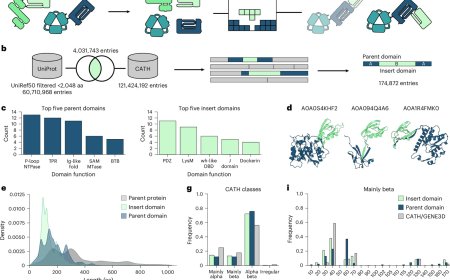 How an artificial protein emerges from fitting together individual components