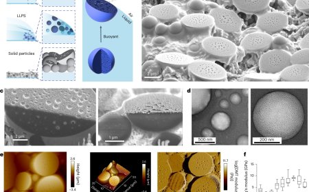 Protecting the biomolecules with simple peptides