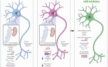 Integrated stress response and ER–mitochondria uncoupling in ALS