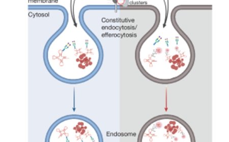 Sugar coatings of RNA help in immune evasion