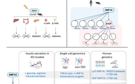 Beta cell transcription-splicing axis is disrupted in type 2 diabetes