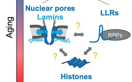 Long-lived cellular molecules in the brain