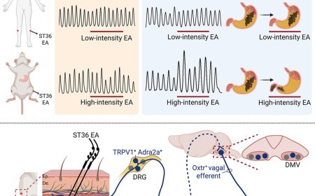 How electroacupuncture modulates gastric function