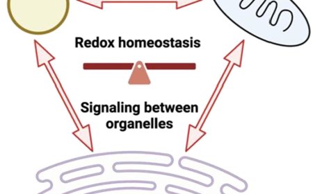 Viruses hijack peroxisomal function!