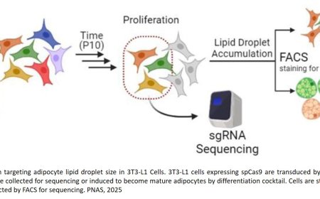 Microproteins regulating adipocyte proliferation and lipid metabolism