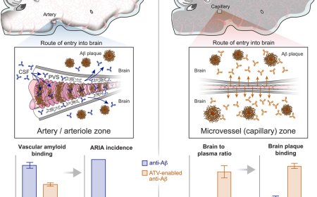 Transferrin receptor–targeted anti-amyloid antibody enhances brain delivery and mitigates ARIA