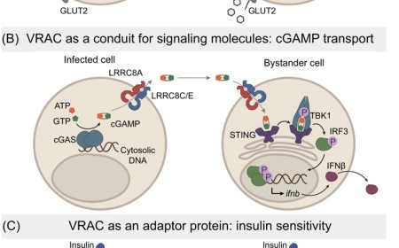 Chloride and metabolite channels in signaling and volume regulation