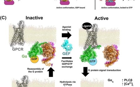 Mutated G proteins as drug targets