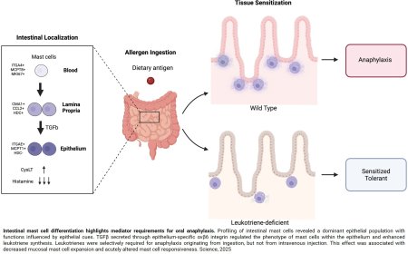 Cysteinyl leukotrienes stimulate gut absorption of food allergens to promote anaphylaxis