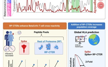 Multi-antigen vaccine strategy for Betacoronaviruses