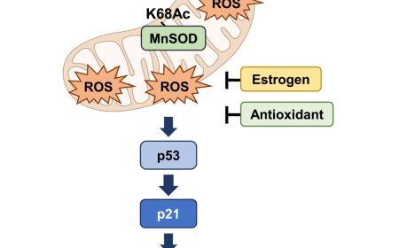 A keto diet might benefit females more than males