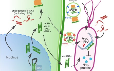 Gene silencing by small RNAs in plant interacting bacterium