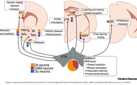 Multifaceted VTA responses to stress