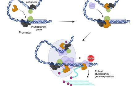 Molecular drivers of cellular differentiation