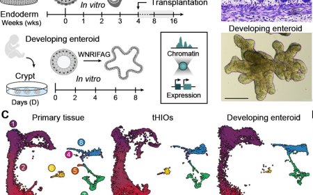 Evolutionary changes in the developing human intestine