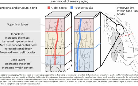The cerebral cortex ages less than thought!