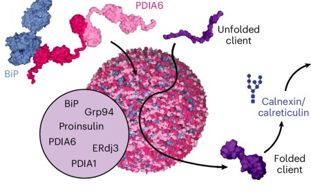 Unknown “folding factories” for proteins identified!