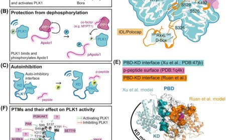 PLK1 docking motifs and activation mechanisms