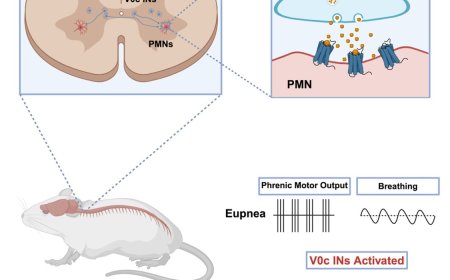 Breathing control by a cholinergic spinal pathway