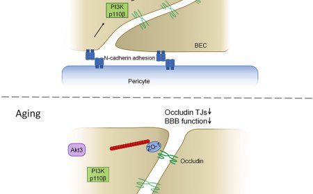 How the blood-brain barrier gets leakier with age