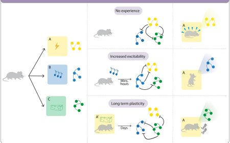 Engram competition as a flexible mechanism of forgetting