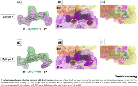 Molecular mimicry as a driver of T cell-mediated tumour immunity