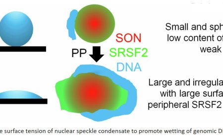 Nuclear speckle rejuvenation for treating neurodegeneration