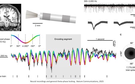 How the brain follows an internal rhythm