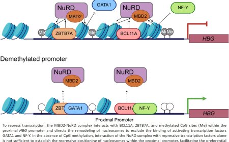 Promotor demethylation reverses β-hemoglobinopathies