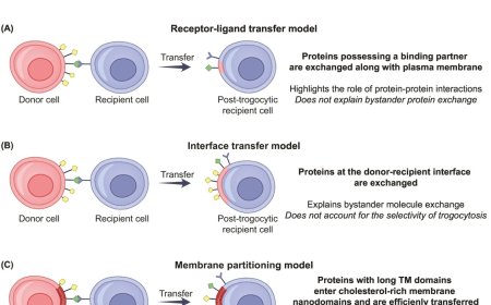 What is T cell trogocytosis?