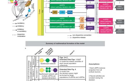 How the brain’s decision-making is impacted in psychiatric disorders