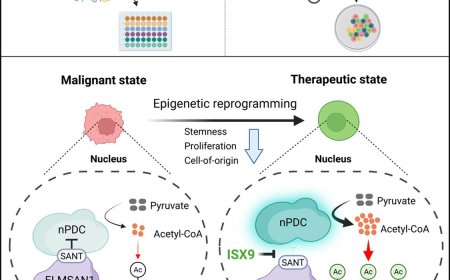 Therapeutic cancer cell reprogramming by derepressing nuclear pyruvate dehydrogenase
