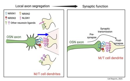 The neurexin gene family regulates olfactory glomerular formation
