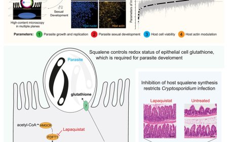 Human metabolic pathways that Cryptosporidium, an intestinal parasite, requires to survive