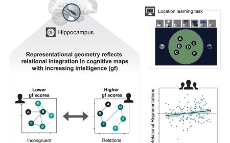 Neural mechanism underlying human cognitive ability