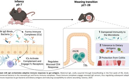 Breast milk maternal antibodies regulate early neonatal immune responses in mouse gut