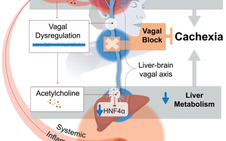 Targeting vagal brain-liver axis to combat cancer-associated cachexia