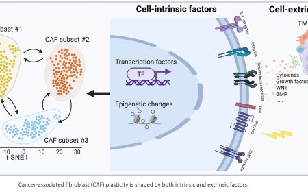 The plasticity of cancer-associated fibroblasts