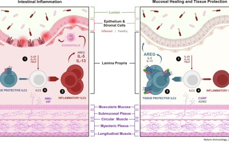 Gut neurons help the body fight inflammation