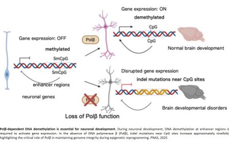 Neurodevelopmental disorders from loss of Polβ in developing neurons