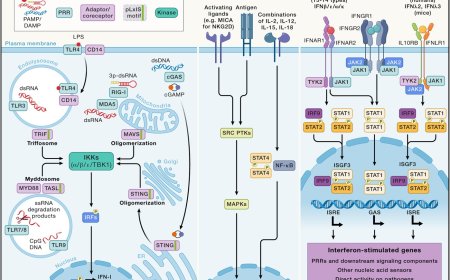 Interferons in health and disease