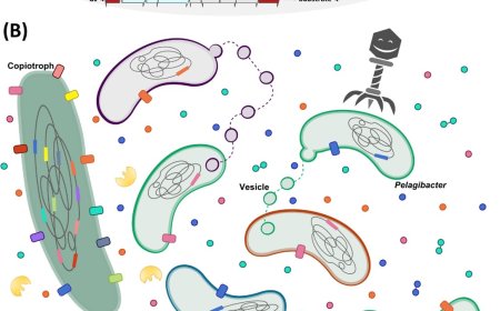 What is population pangenome?