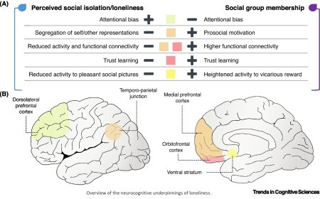 Neural basis of loneliness