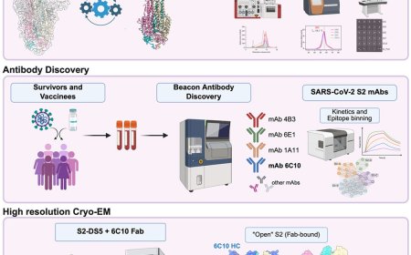 Structure of a SARS-CoV-2 spike S2 subunit in a pre- fusion, open conformation